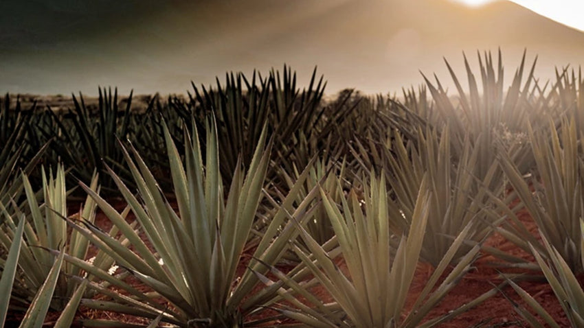 Sipsmith Independent Spirits