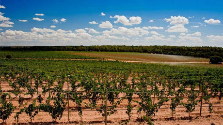 Bodega Bosque de Matasnos