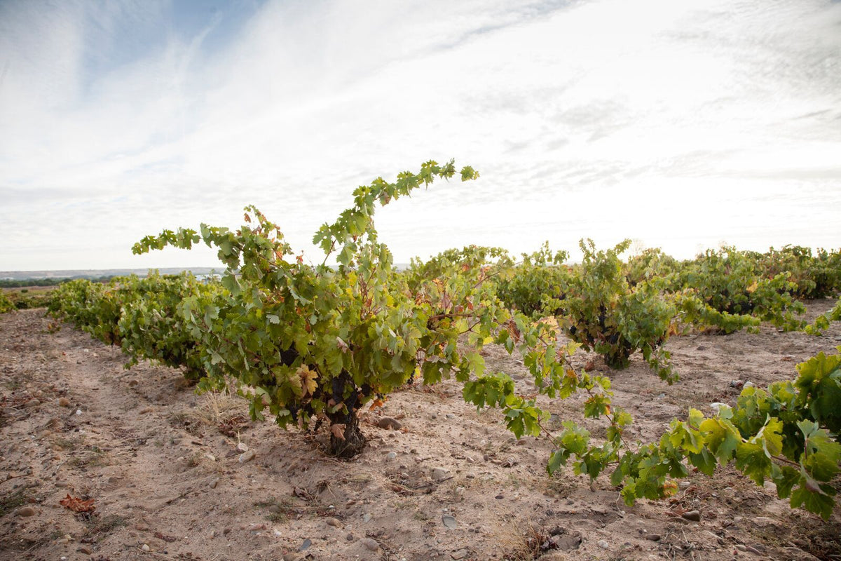 Dominio del Bendito Winery