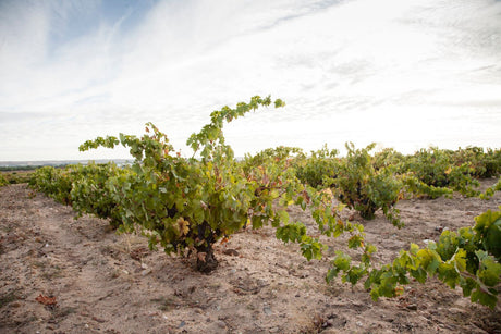 Bodega Dominio del Bendito