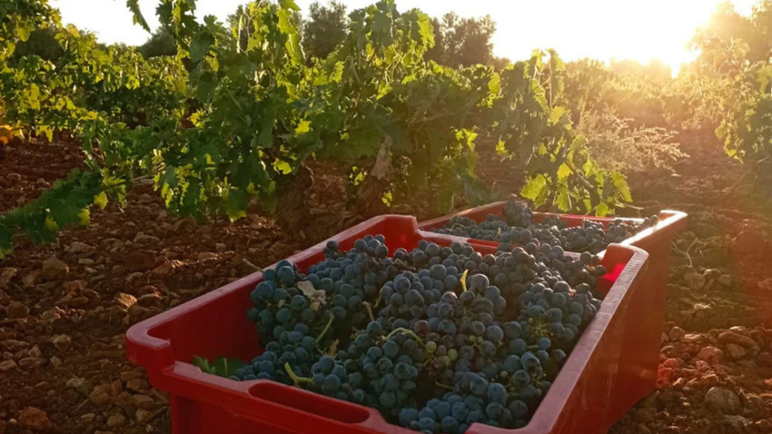 Sipsmith Independent Spirits