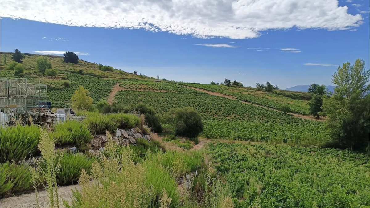 Raul Perez Bodegas y Viñedos