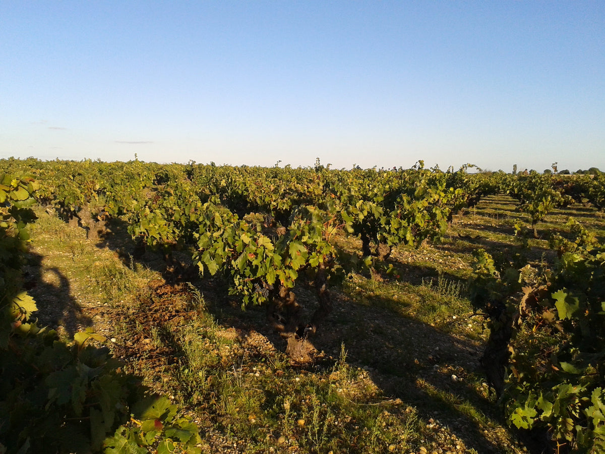 Sei Solo Vineyards Winery