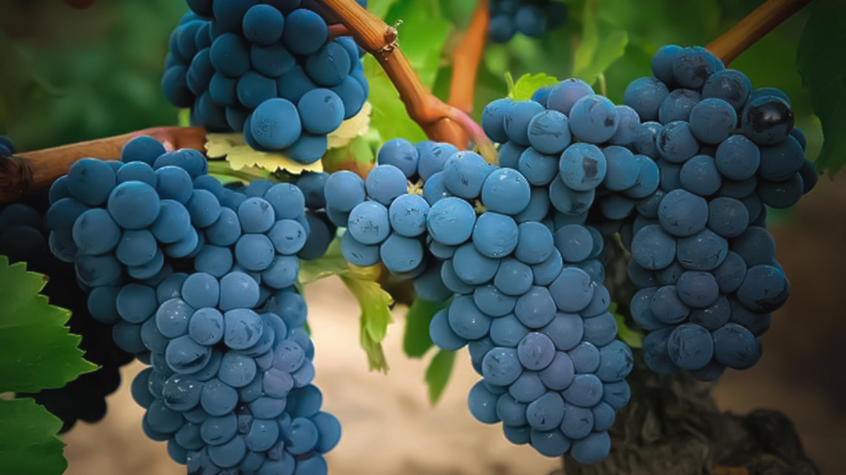 Uva Mazuelo o Cariñena