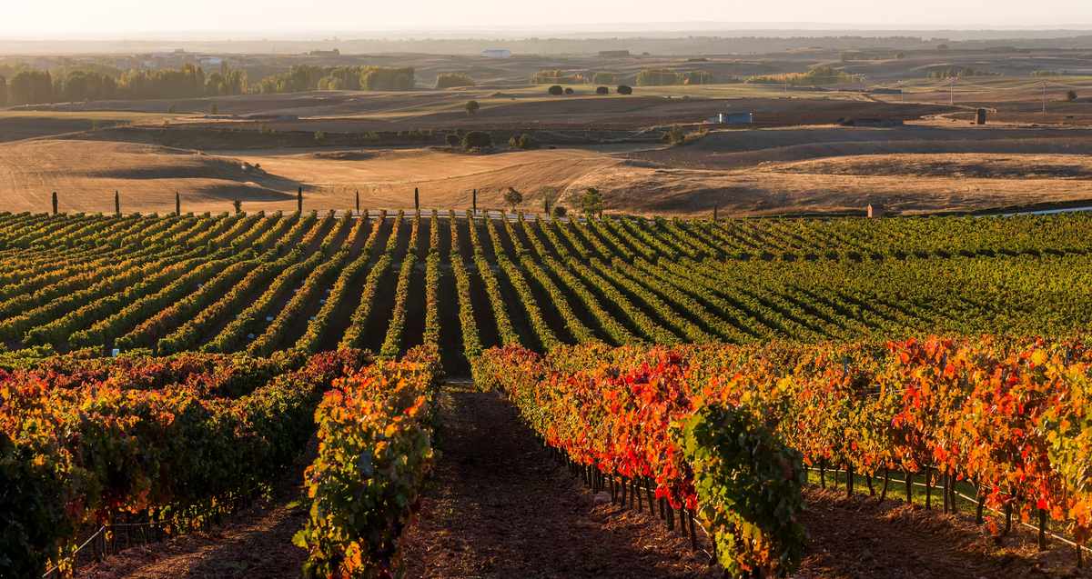 Bodega Dominio de Basconcillos