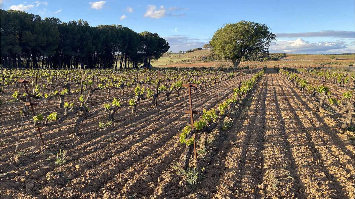 Gallego Zapatero Wineries