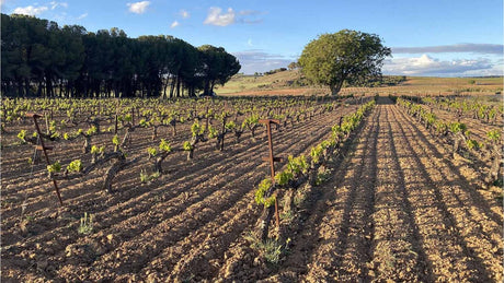 Bodegas Gallego Zapatero