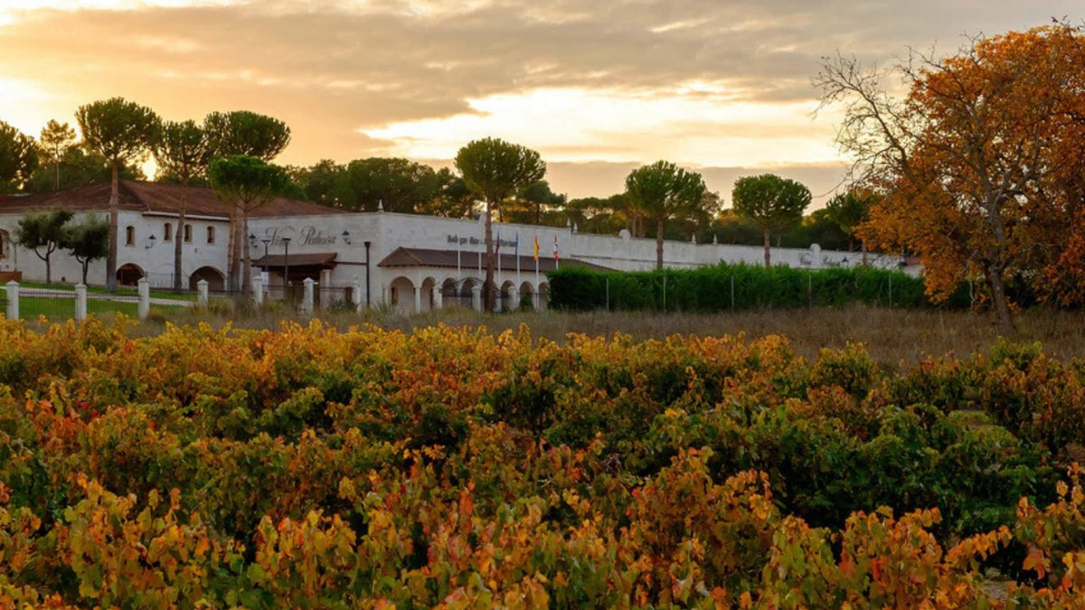 Bodegas Hnos. Pérez Pascuas (Viña Pedrosa)