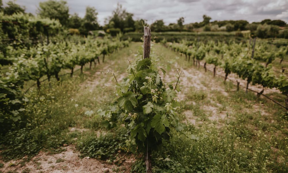 Bodegas Regajal